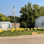burroaksunflowerscroppedweb